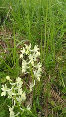 Orchis provincialis