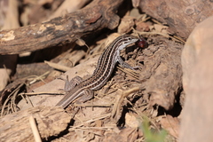 Aspidoscelis sonorae