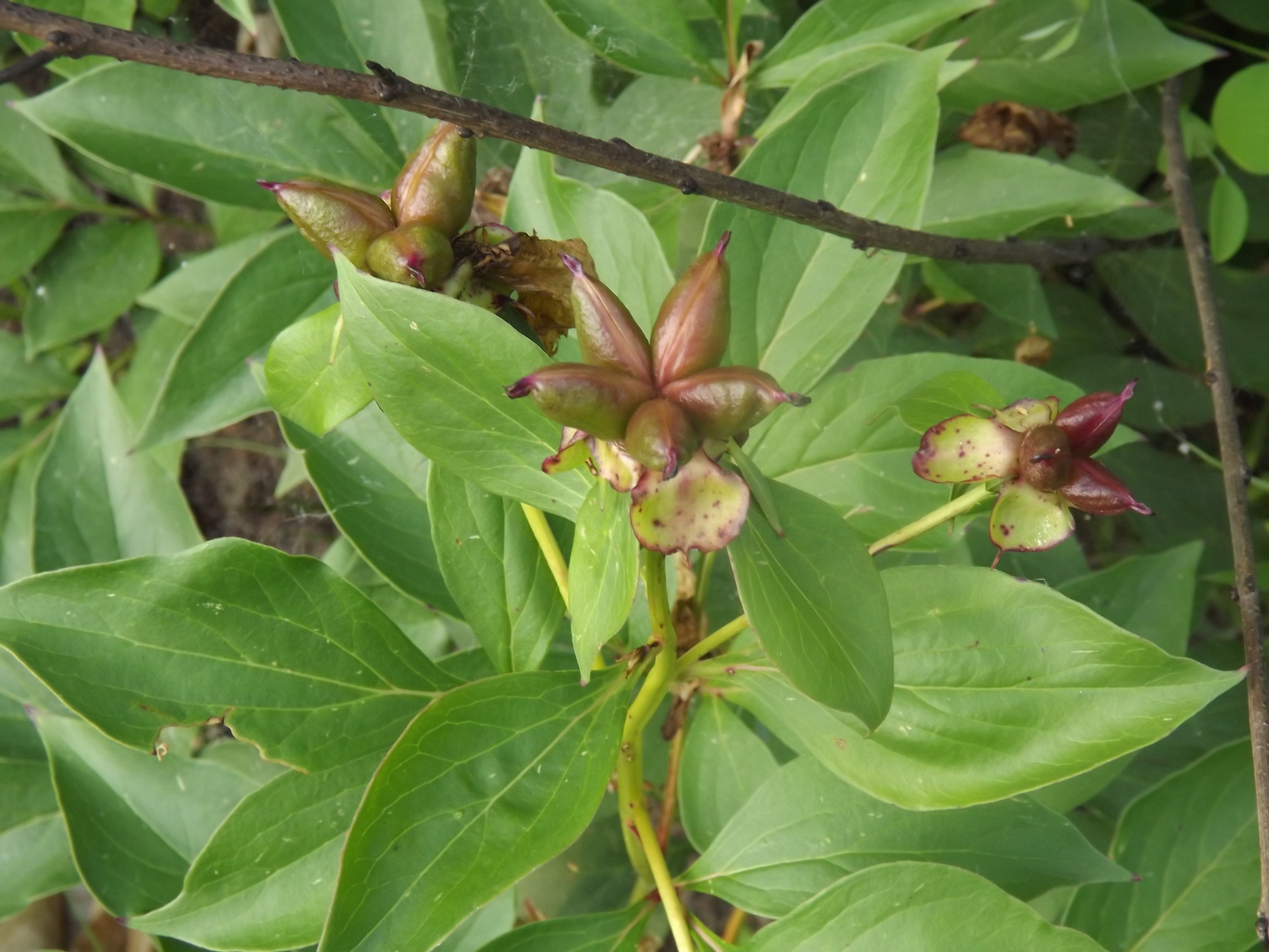 Chinese peony - Paeonia lactiflora 'Neon' - Paeoniaceae C2…