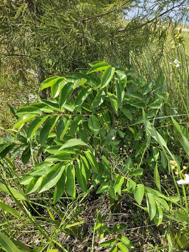 Annona glabra observed 2026-10-20