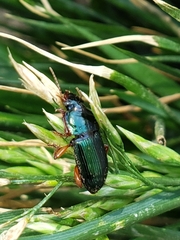 Harpalus
