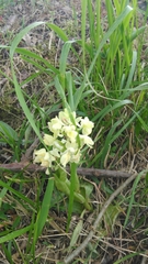 Orchis provincialis