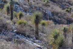 Yucca rigida