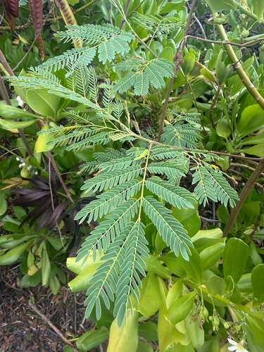 Leucaena leucocephala observed 2026-10-20