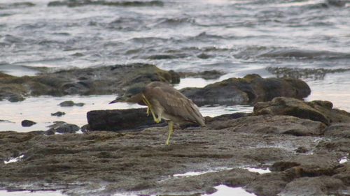 Nycticorax nycticorax, 2026-10-20