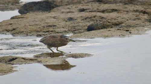Nycticorax nycticorax, 2026-10-20