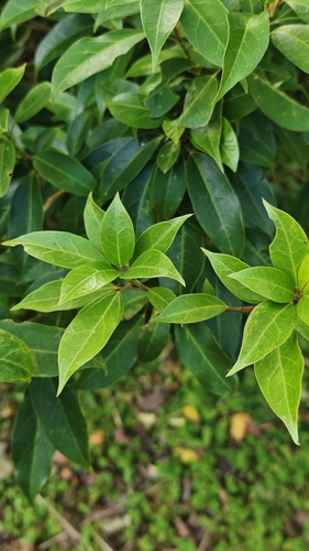 Hydrangea chinensis observed 2026-10-17