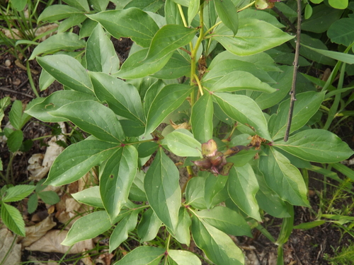 Chinese peony