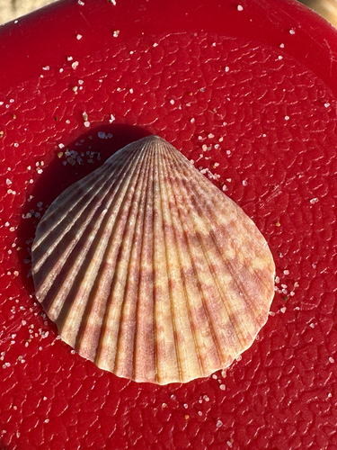 Aequipecten opercularis observed 2026-10-21