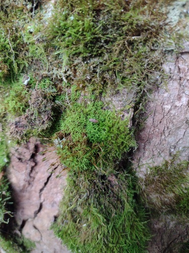 Bryoerythrophyllum recurvirostrum observed 2026-09-11