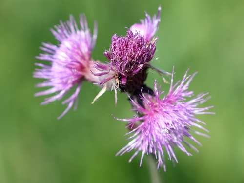 Cirsium rivulare