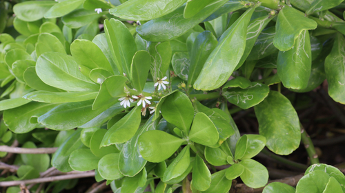 Scaevola taccada observed 2026-10-20