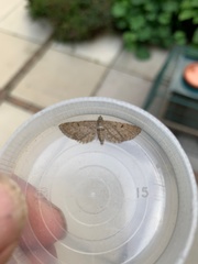 Eupithecia abbreviata