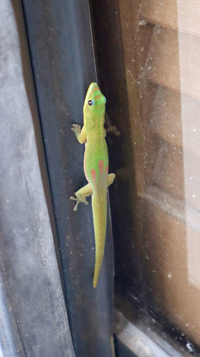 Phelsuma laticauda observed 2026-10-20