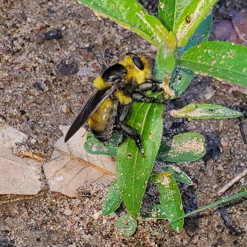 Photo of Southern Bee-Killer (Mallophora orcina)