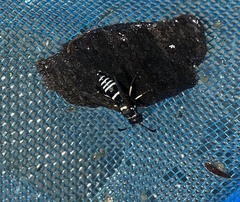 Ancistrocerus waldenii