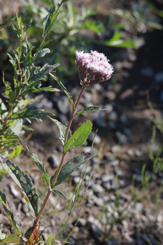 Eupatorium lindleyanum observed 2026-09-28