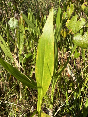Canna flaccida observed 2026-10-21