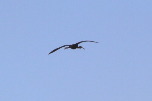 iNaturalist image