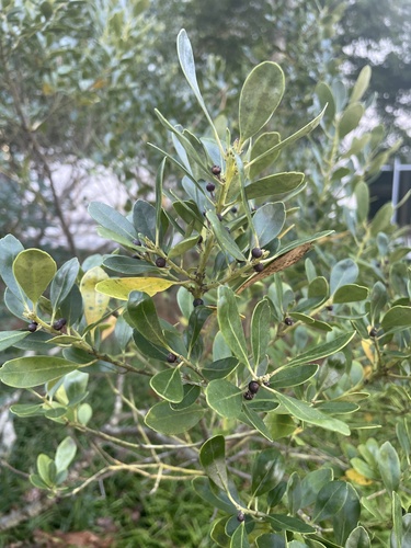 Ilex glabra, 2026-10-21