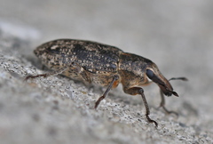 Asproparthenis punctiventris