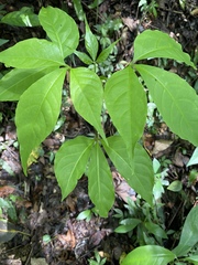 Crateva adansonii formosensis