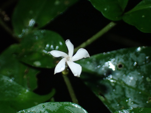 Tabernaemontana heterophylla observed 2026-10-16