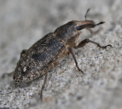 Asproparthenis punctiventris