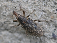 Asproparthenis punctiventris
