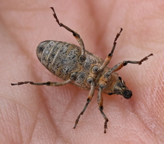 Asproparthenis punctiventris