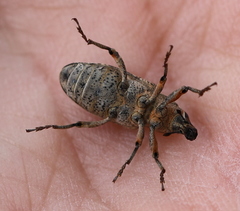 Asproparthenis punctiventris