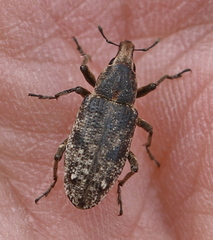 Asproparthenis punctiventris