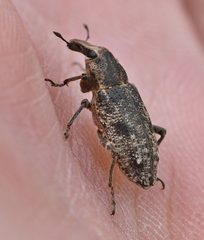 Asproparthenis punctiventris