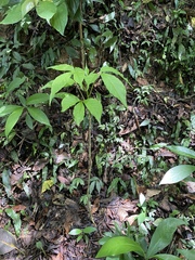 Crateva adansonii formosensis