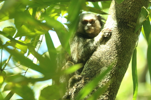 Black-tufted-ear Marmoset, Chácara SantaClara - Brasília - DF, photo 7 of 10