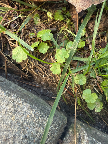 Hydrocotyle sibthorpioides observed 2026-10-21