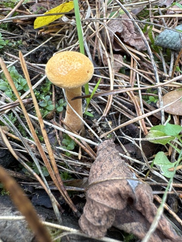 False Chanterelle