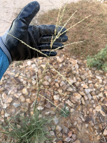 Disakisperma dubium observed 2026-10-21