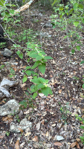 Bush croton