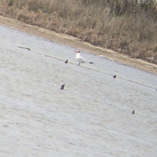 iNaturalist image