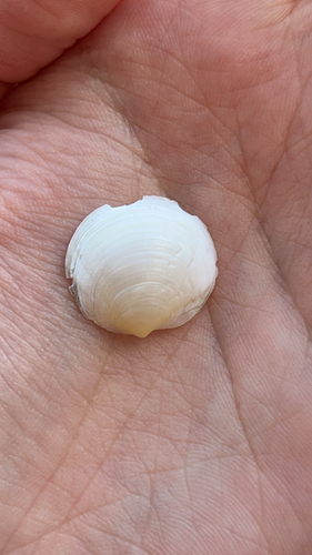 Loripes lucinalis observed 2026-10-21