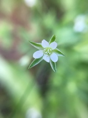 Moehringia trinervia