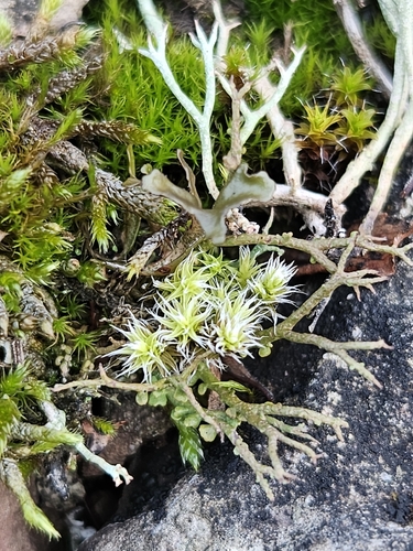Niphotrichum canescens observed 2026-10-21