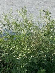 Parthenium hysterophorus