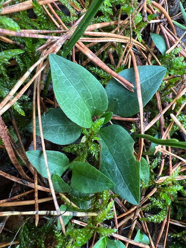 Goodyera repens, 2026-10-21