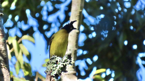 Pycnonotus melanicterus observed 2026-10-21