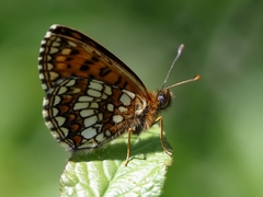 Melitaea aurelia
