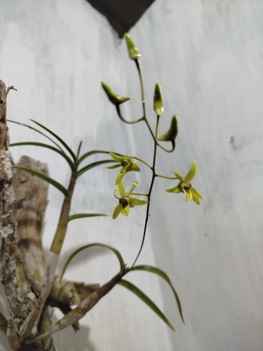 Calophyllum observed 2026-10-21