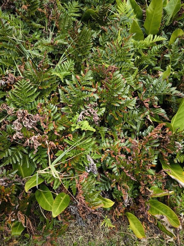 Rumohra adiantiformis observed 2026-10-21