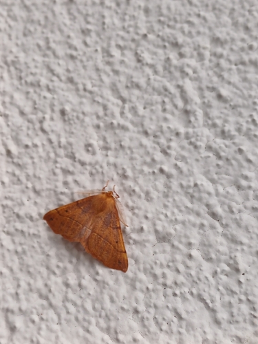 Feathered Thorn